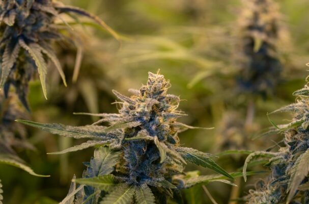 Exploring The Variations: The Differences Between Hhc And Thc 1 Weed Plant | Indacloud