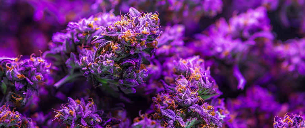 Black Runtz Gold Edition THCA Flower